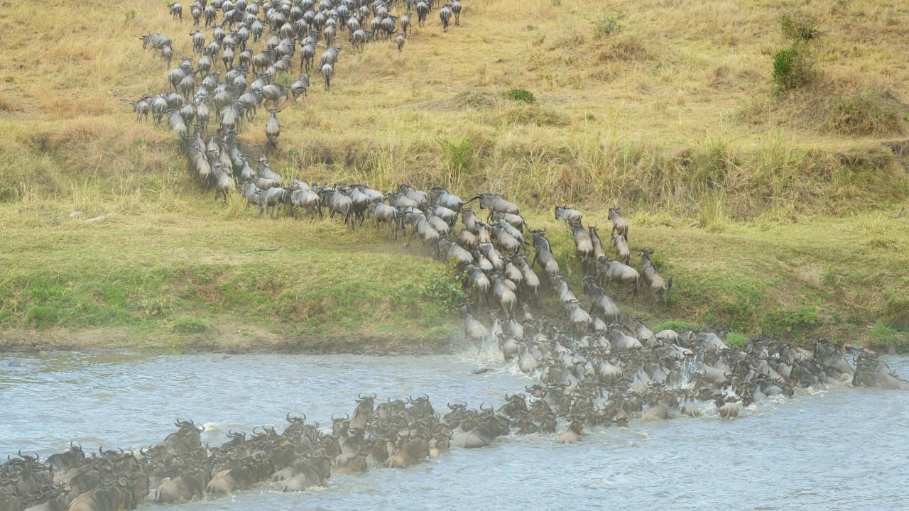 Blue wildebeest, brindled gnu (Connochaetes taurinus) herd crossing the Mara river during the great migration, seen from behind, Serengeti national park, Tanzania.