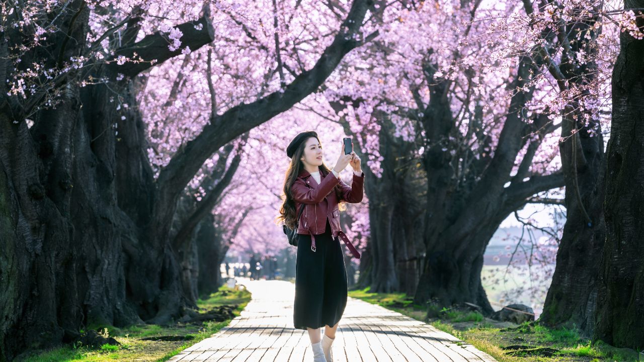 Young woman walking in cherry blossom garden on a spring day. Row cherry blossom trees in Kyoto, Japan