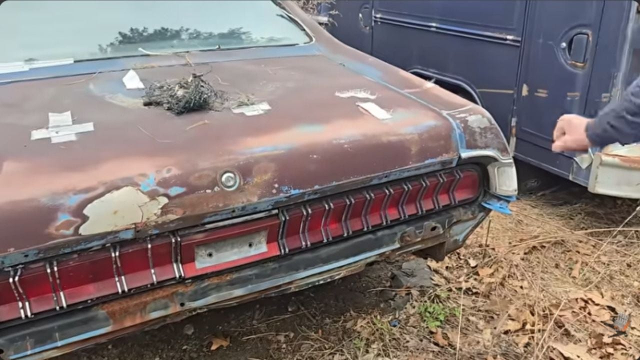 A Legendary Cougar Eliminator Emerges From Years of Neglect, Though Not Intact.