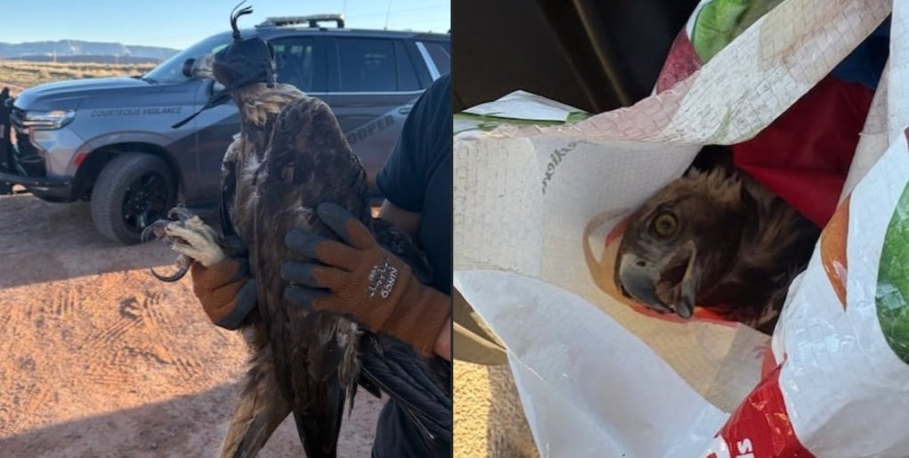 eagle hits car