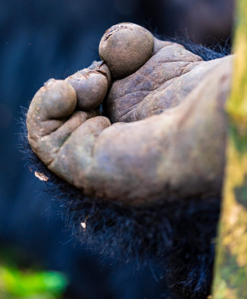 a close up of a gorilla foot