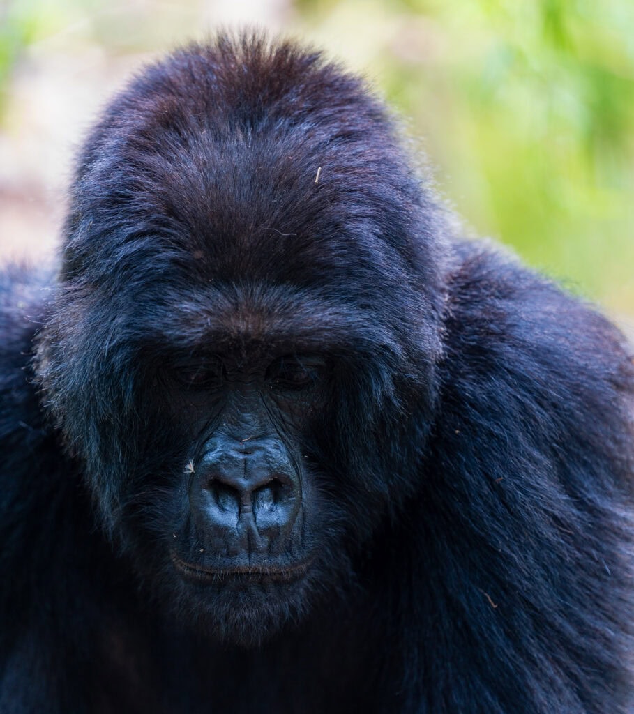 a close up of a gorilla face in rwanda
