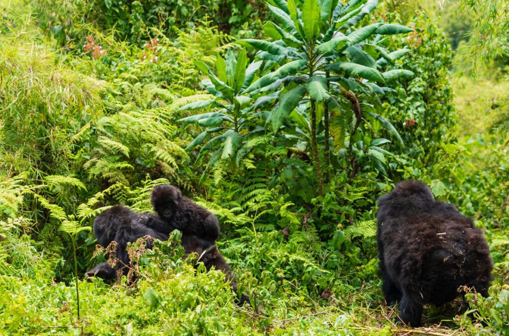gorilla trekking in rwanda DSC03377
