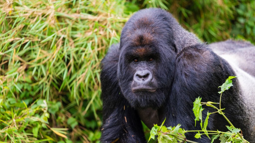 a silverback gorilla in rwanda looks at the camera in the forest