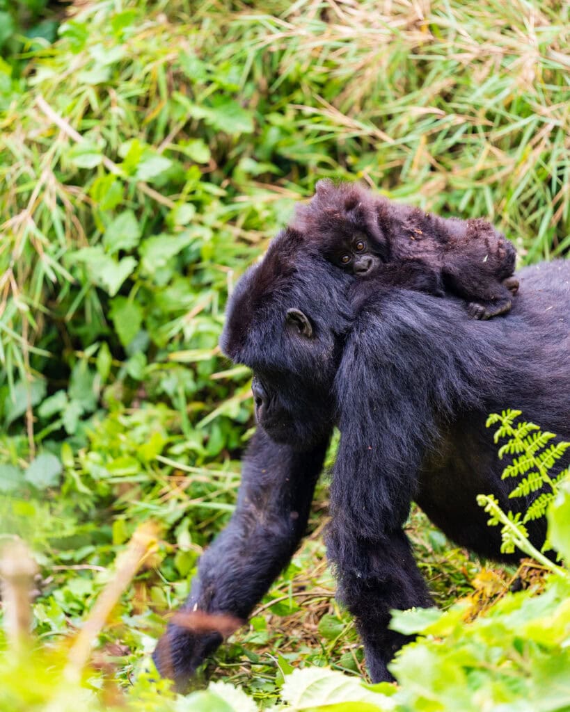 gorilla trekking in rwanda DSC04264