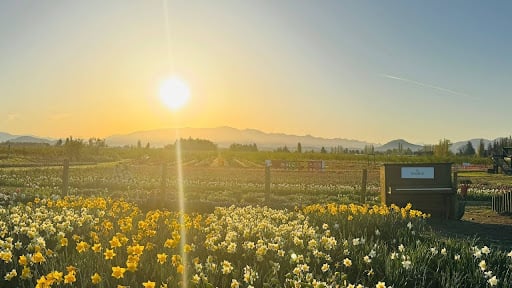 A Colorblind Air Force Veteran Gives Americans a Reason To Skip Europe for Spring Flower Experiences