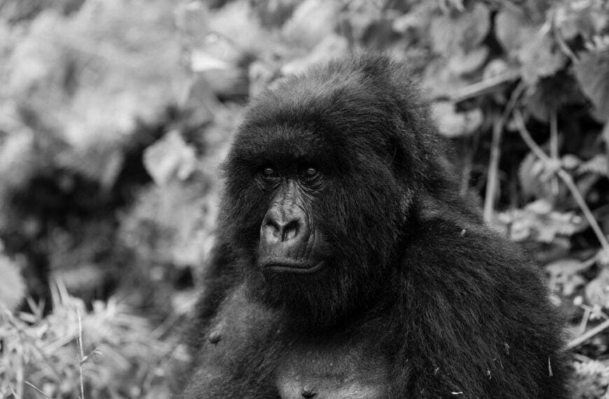 black and white image of a female gorilla