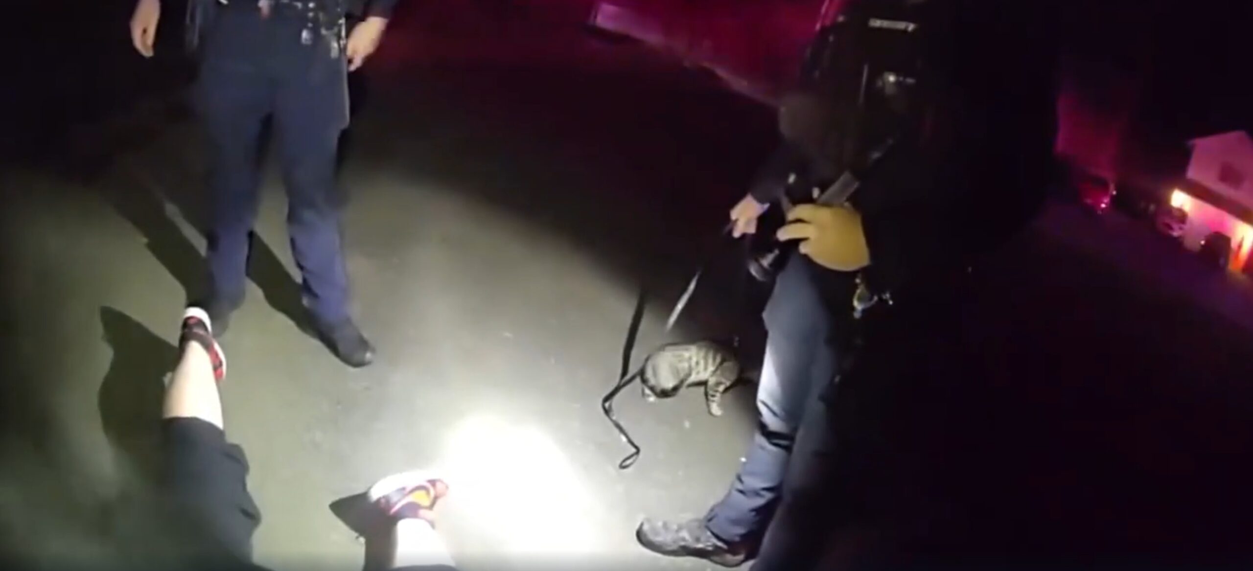woman pulled over with cat
