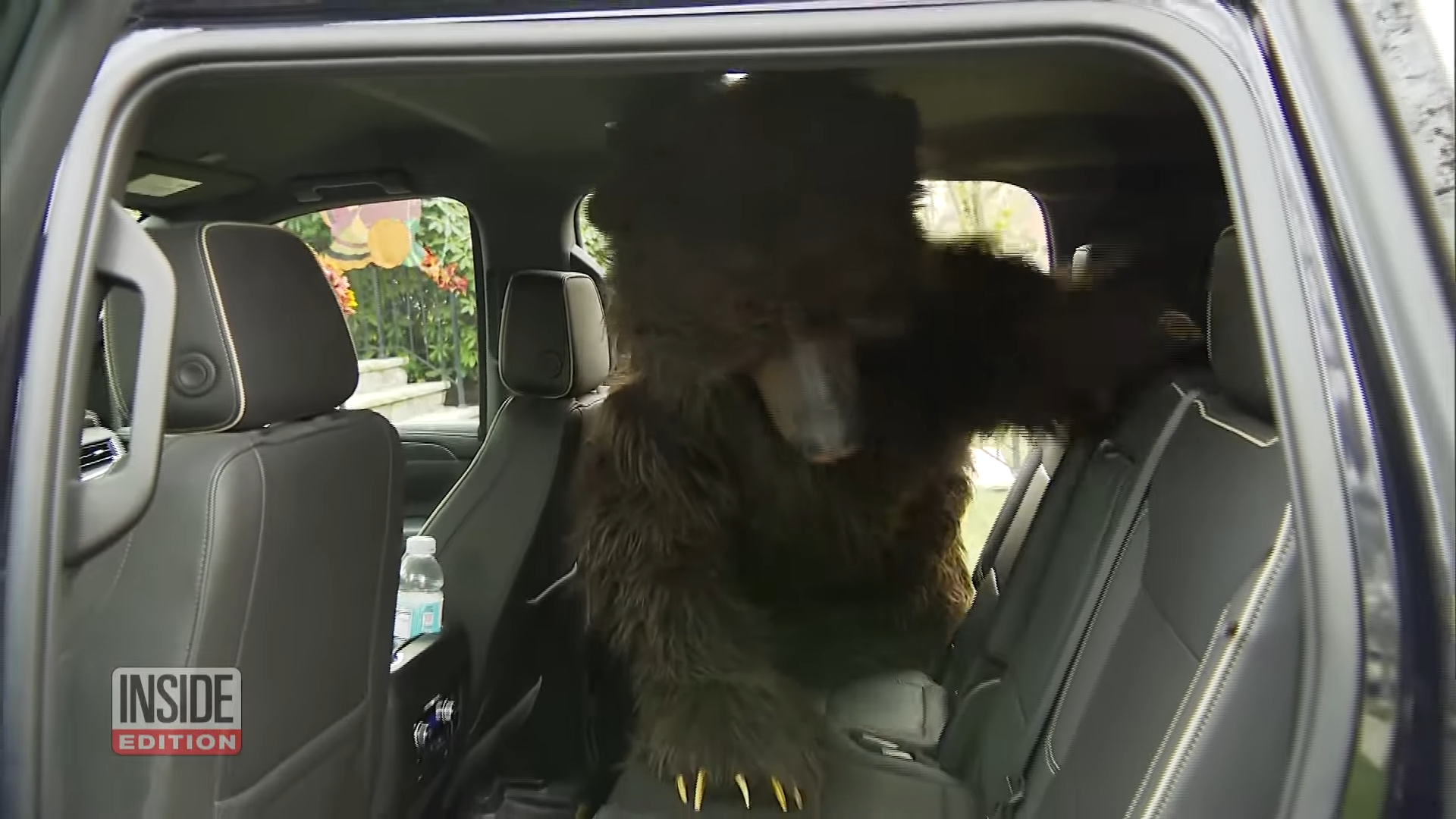 bear suit operation bear claw damaging luxury vehicles