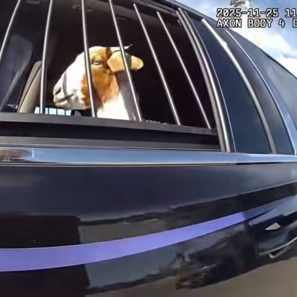 Officer ‘Arrests’ Goat During Roadside Encounter—Goat Takes Right To Remain Silent Seriously