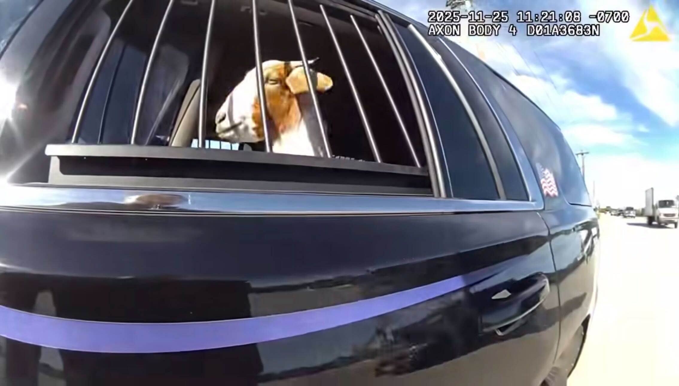 Officer ‘Arrests’ Goat During Roadside Encounter—Goat Takes Right To Remain Silent Seriously