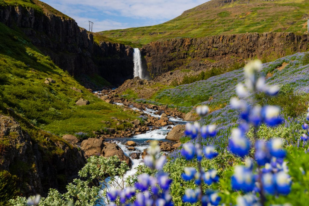 Lupine with a rushing waterfall in the foreground.