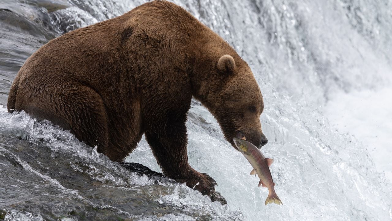 Brown bear fishing at Brooks Falls in Katmai National Park, Alaska