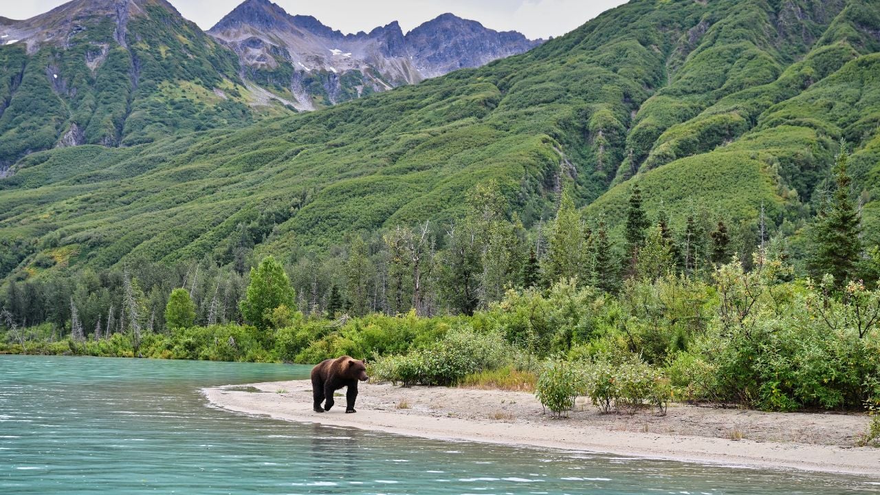 Alaskan brown bear in Lake Clark National Park, Alaska