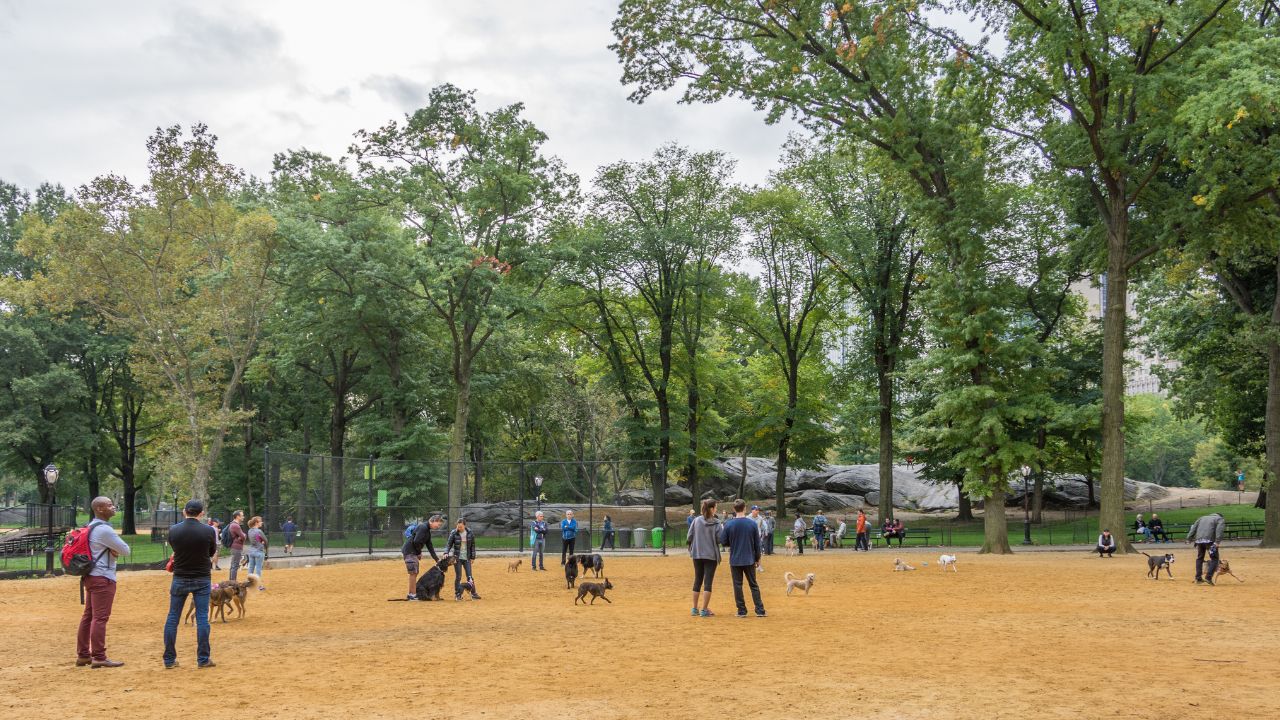 NEW YORK CITY - OCT. 8, 2016: People playing with their dogs in a dog yard at Central Park's Heckscher Playground