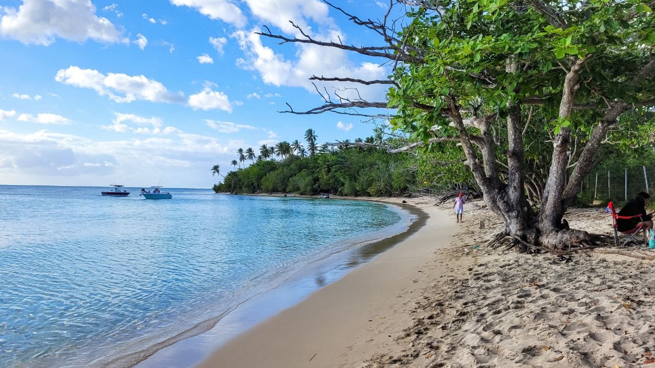 Cabo Rojo, Puerto Rico - 07 23 2025: Landscape Photography of Trees on Shoreline at Playa Buye Buye Beach in Puerto Rico