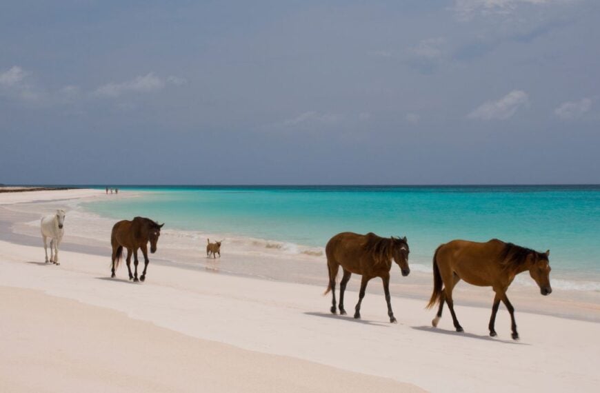 Horses walking on pink sands beach, harbour island, the bahamas, west indies, central america