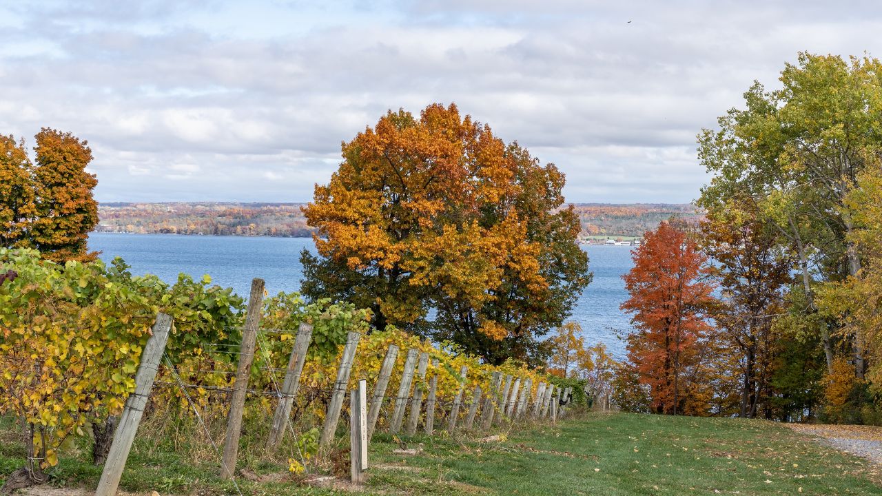 Finger Lakes Vineyard with beautiful autumn colors on Cayuga Lake near Ithaca, New York