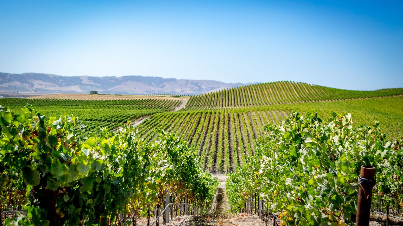 Vineyard in Napa Valley, California. Photo taken in 2017.