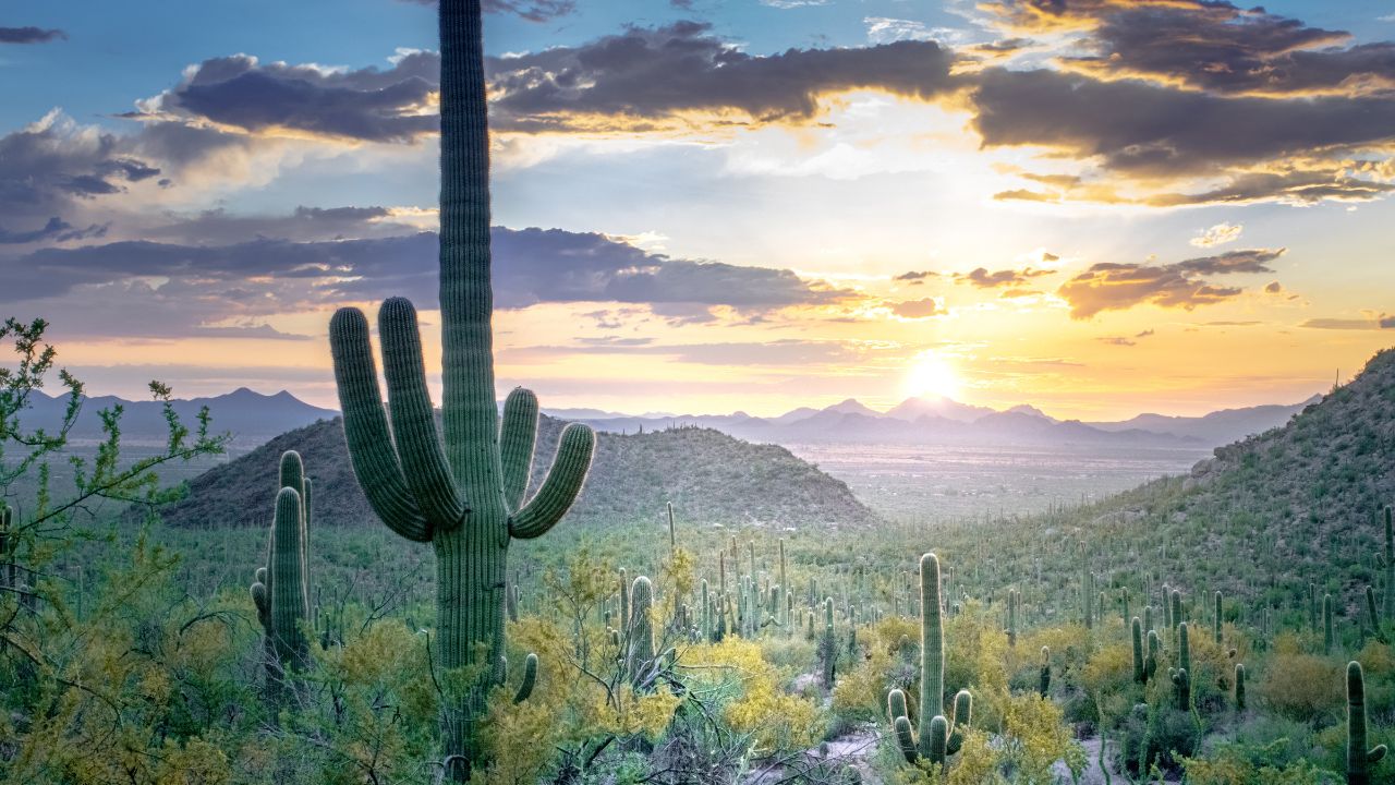 Desert sunset with saguaros in Saguaro National Park, Arizona