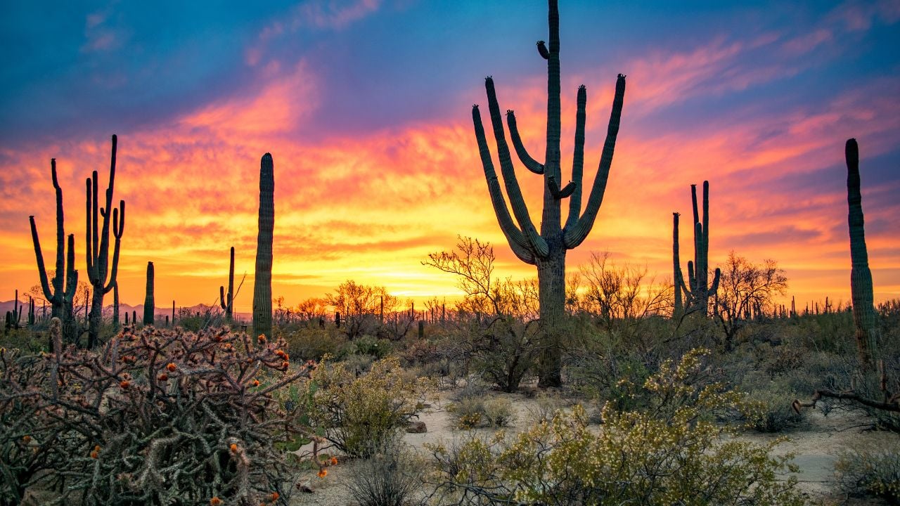 Dramatic Sunset in Arizona Desert: Colorful Sky and Cacti/ Saguaros in Foreground - Saguaro National Park, Arizona, USA