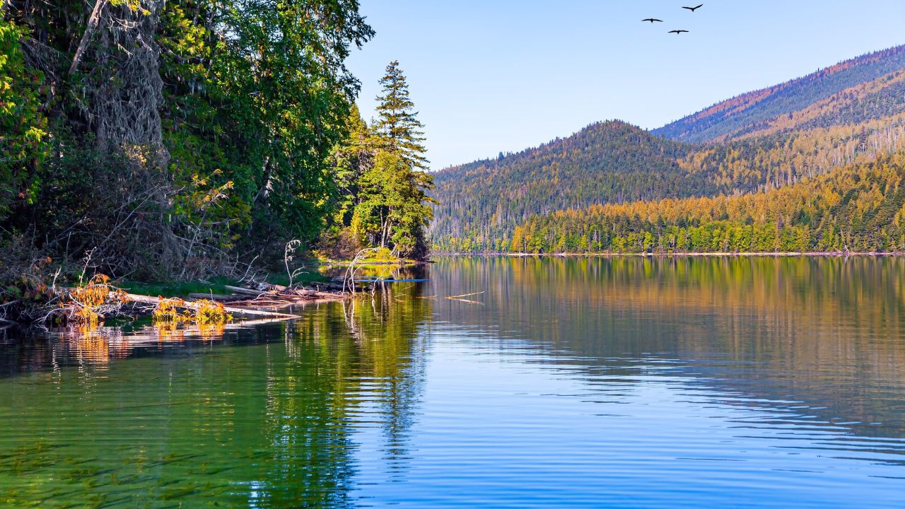 Wells Gray is a park in the Rocky Mountains of Canada. The lake reflects the blue sky. Flock of migratory birds flies in the blue sky. Lake water covered with thin ripples.