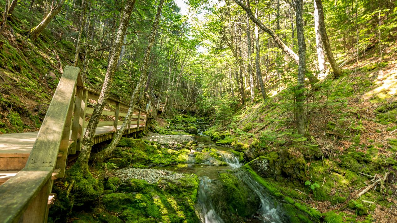 Fundy National Park in New Brunswick, Canada.