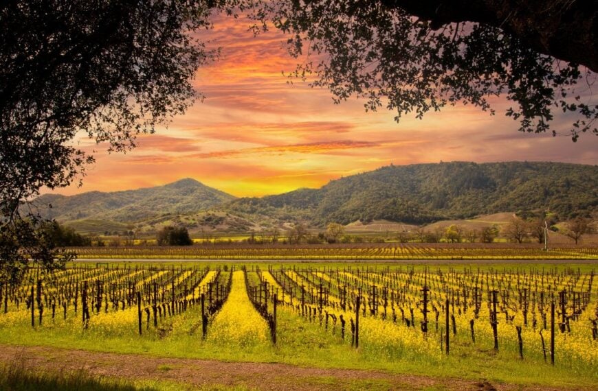 Napa Valley Vineyards and Mustard in Spring and Beautiful Sunset Sky.