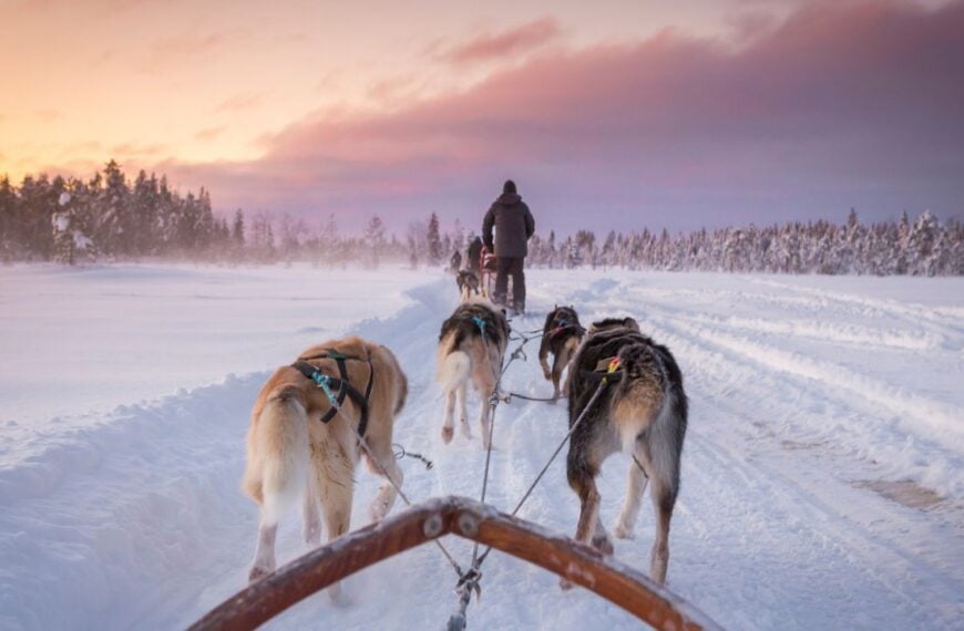 Dog sled in Swedish Lapland