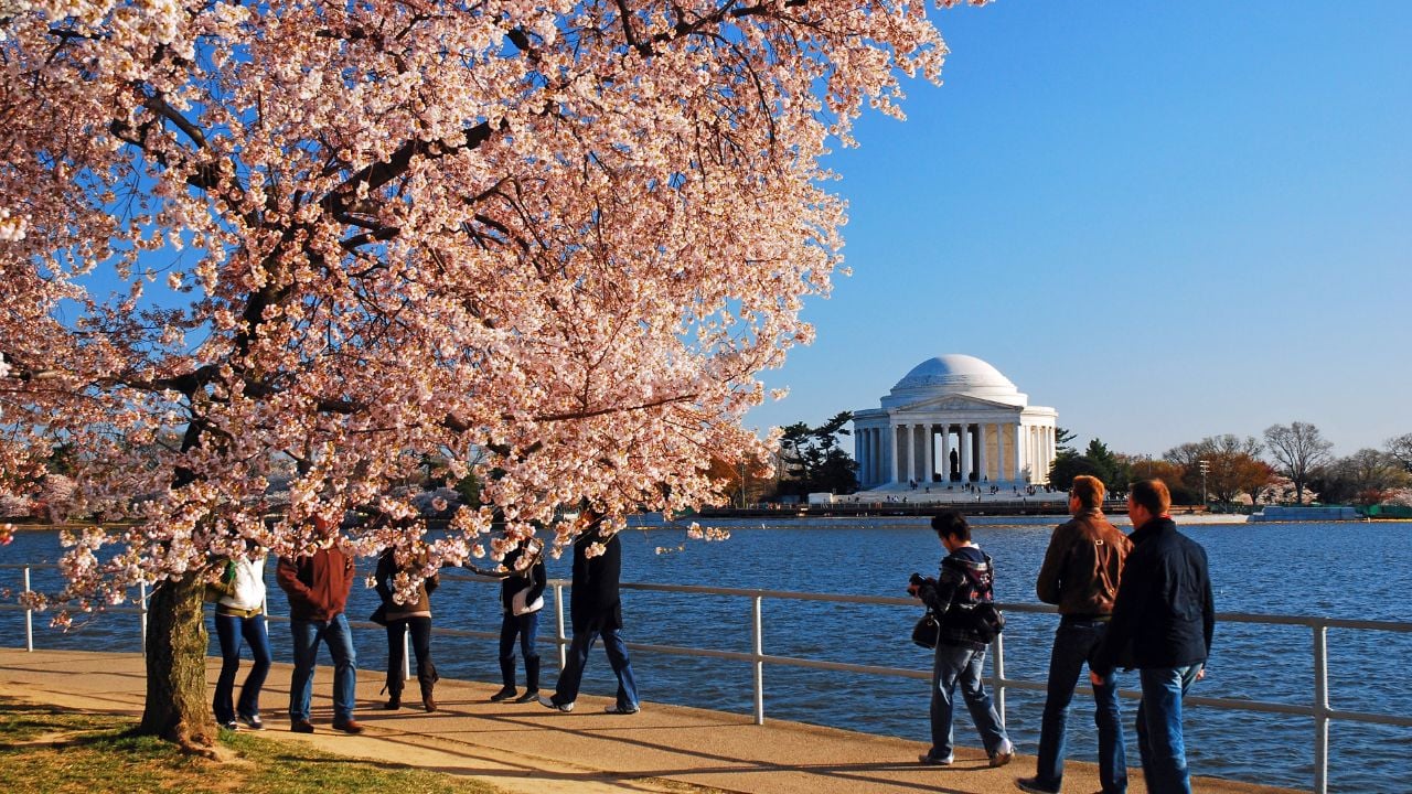 Tourists viewing cherry blossoms around the Tidal Basin in Washington, D.C.