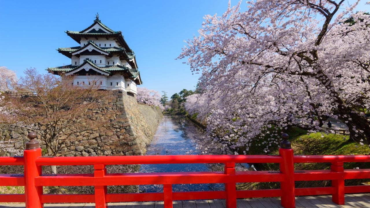 Cherry blossoms at Hirosaki Castle Park in Aomori, Japan.
