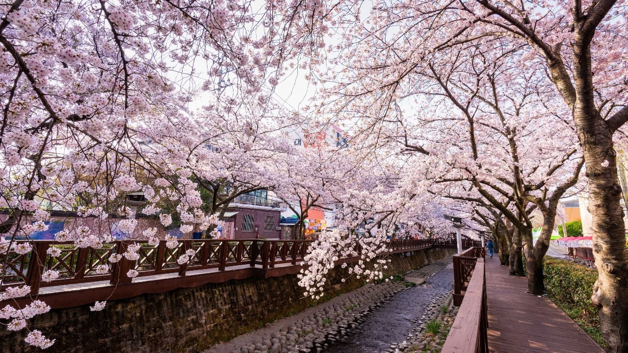 Cherry blossom festival scene at Yeojwacheon Stream in Jinhae, South Korea.