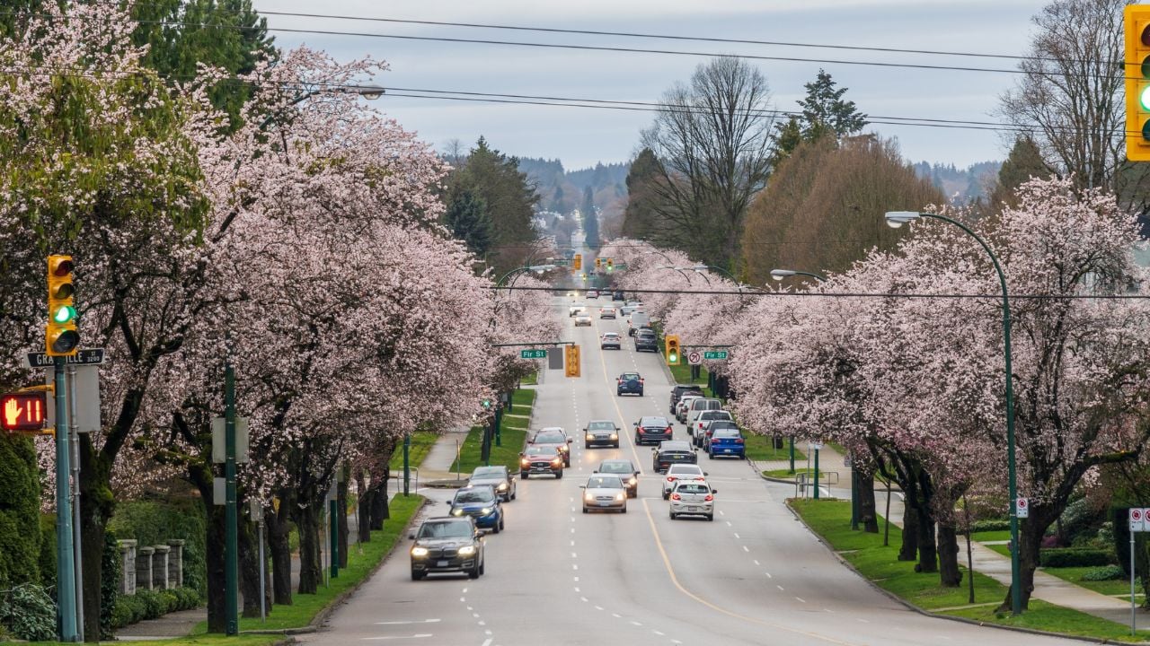 Cherry blossom season in Vancouver, Canada.