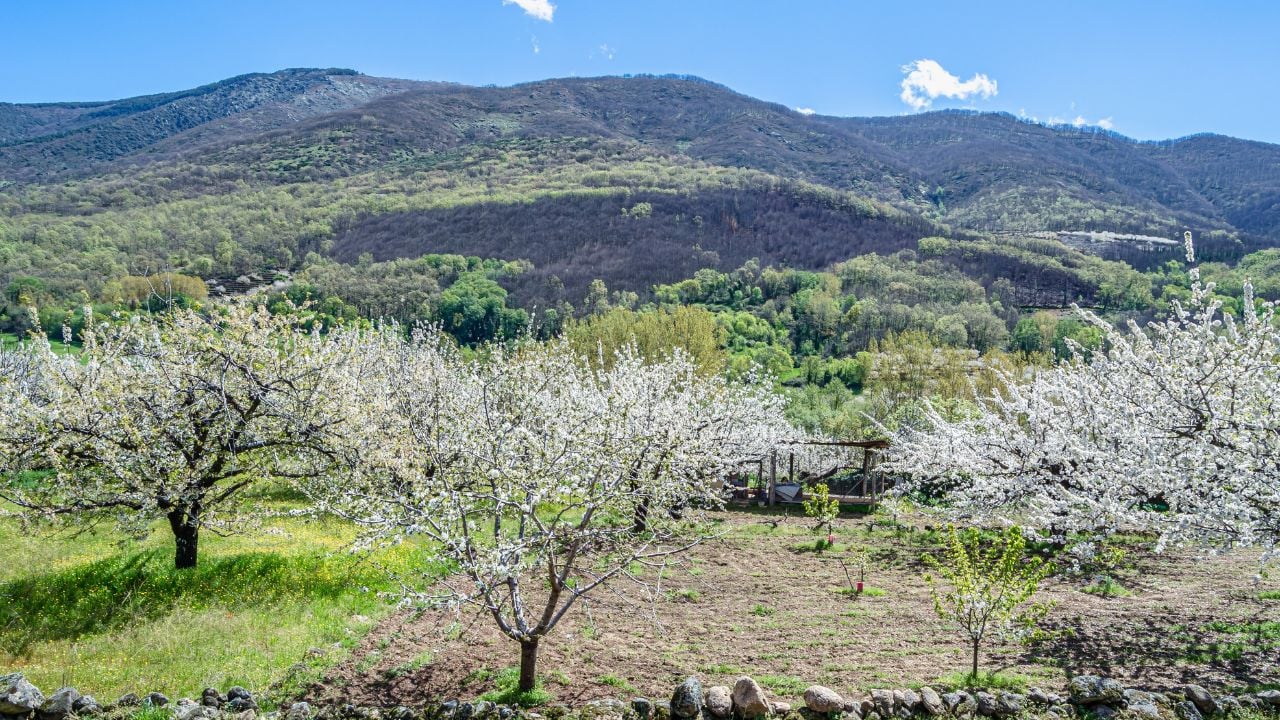 Spring cherry blossoms in Spain’s Jerte Valley.