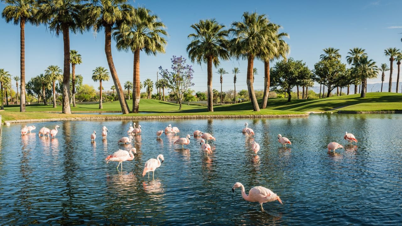 Palm Desert, CA USA - May 7, 2018: Flamingos in lake next to golf course at luxury resort JW Marriott Desert Springs Resort and Spa.