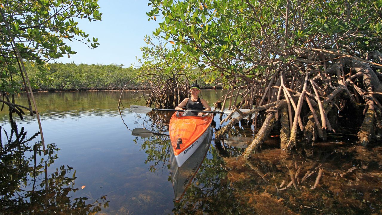 Kayaker paddling through calm mangrove waterways near Cocoa Beach.