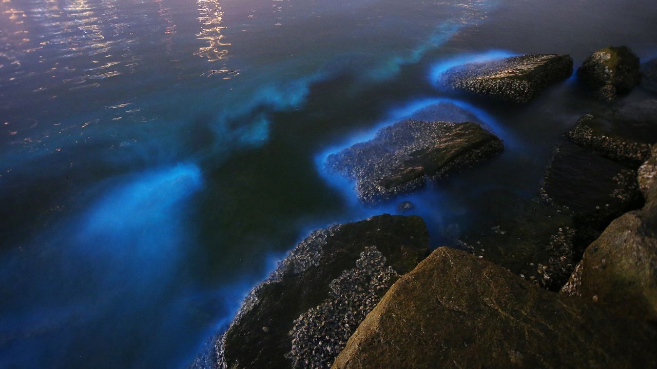 Blue bioluminescent glow in coastal water at night along Florida’s Space Coast.
