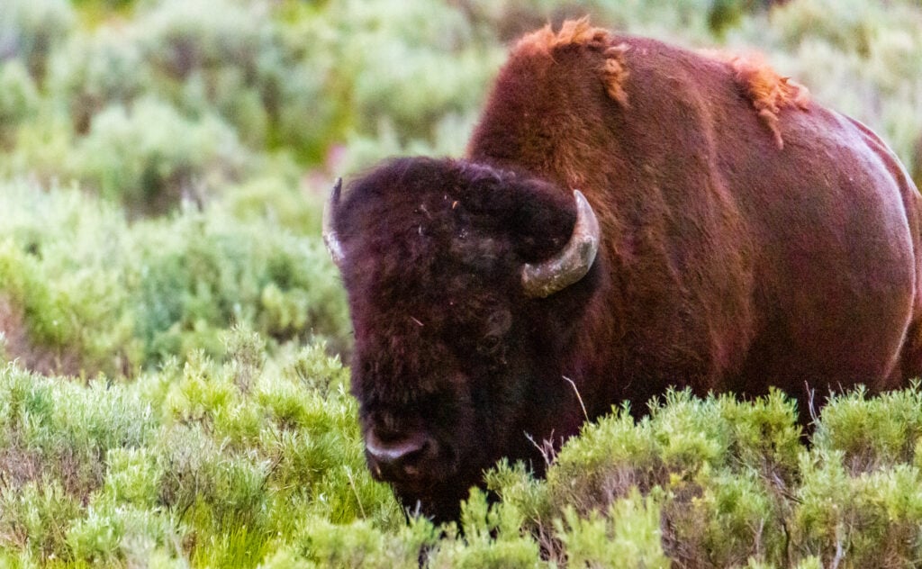 a buffalo looks towards the camera in wyoming.