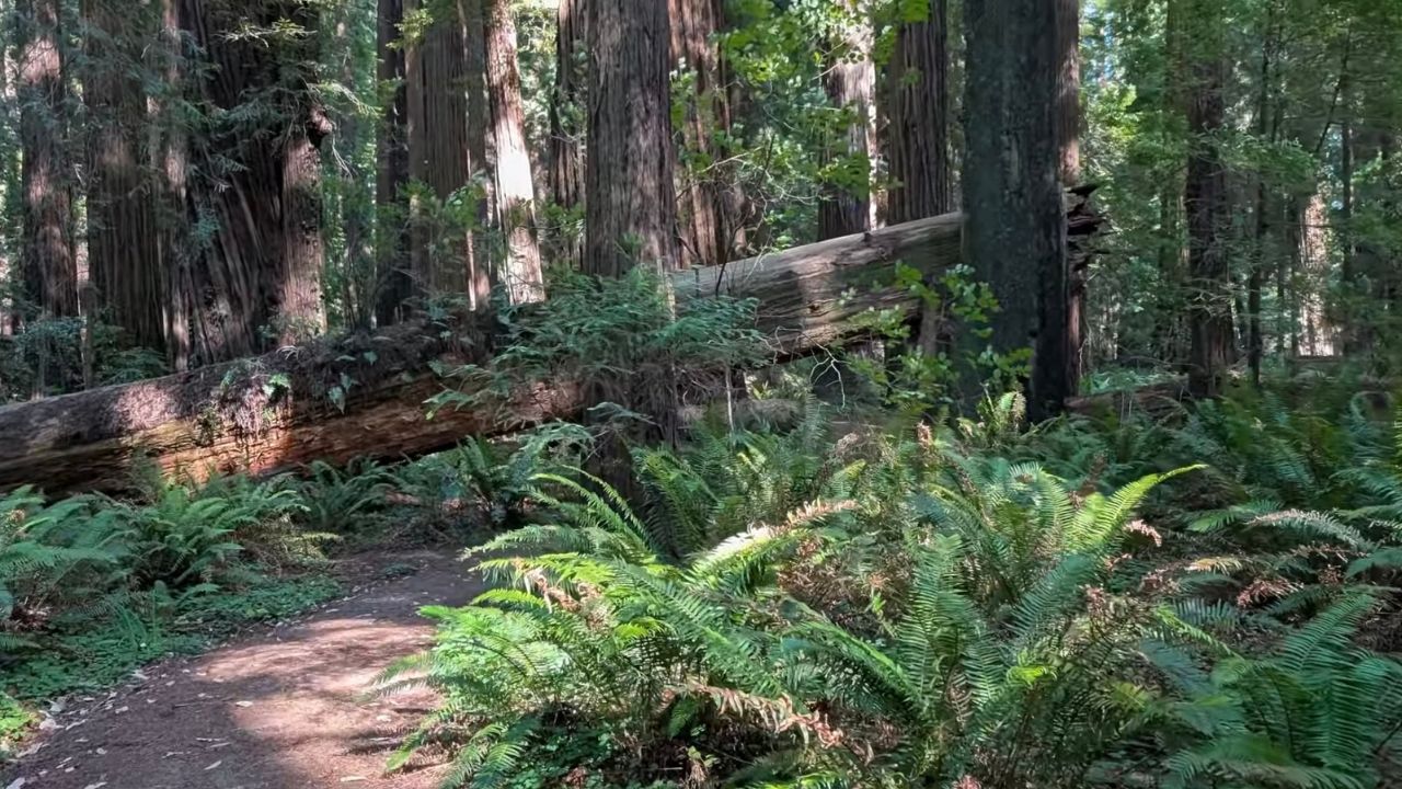 Redwoods National Park