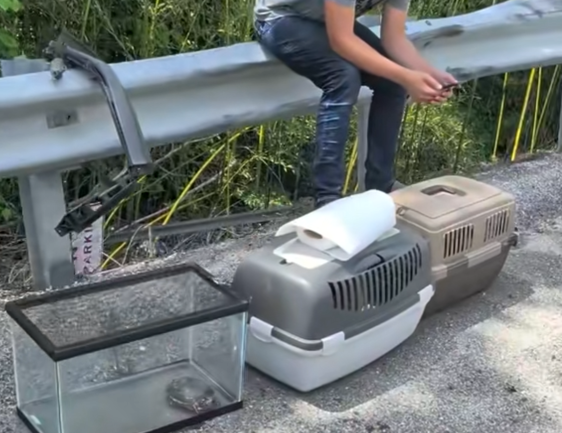 turtle dies after deadly highway crash with trailer