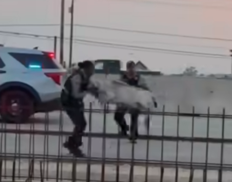 goat head butts officer