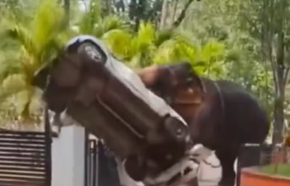elephant flings car, kills man in india