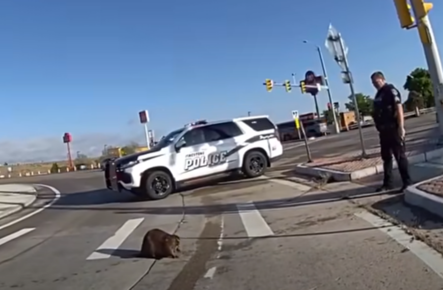 Colorado Police Officers Outsmarted by a 40-Pound Beaver, and the Internet Can’t Get Enough