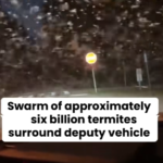 six billion termites surround deputy car