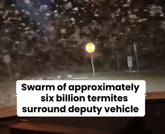 six billion termites surround deputy car