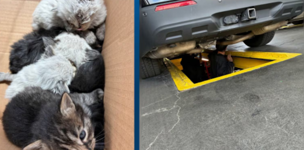 kittens found born in police car