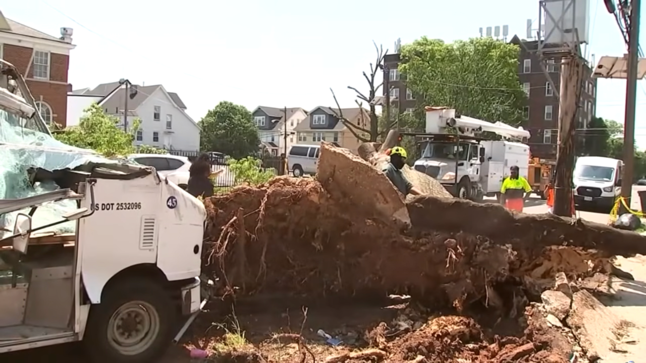 Bakery truck crashes into tree