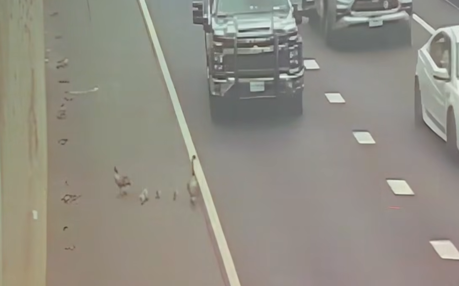 geese block highway