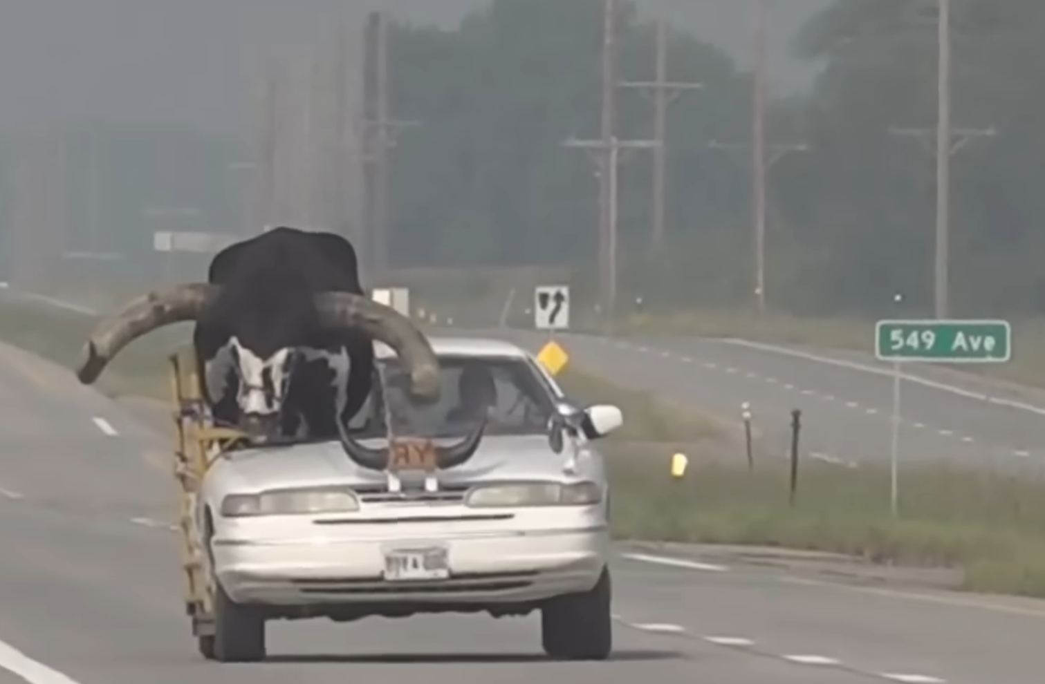 big bull in car pulled over