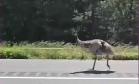 emu running away from cops